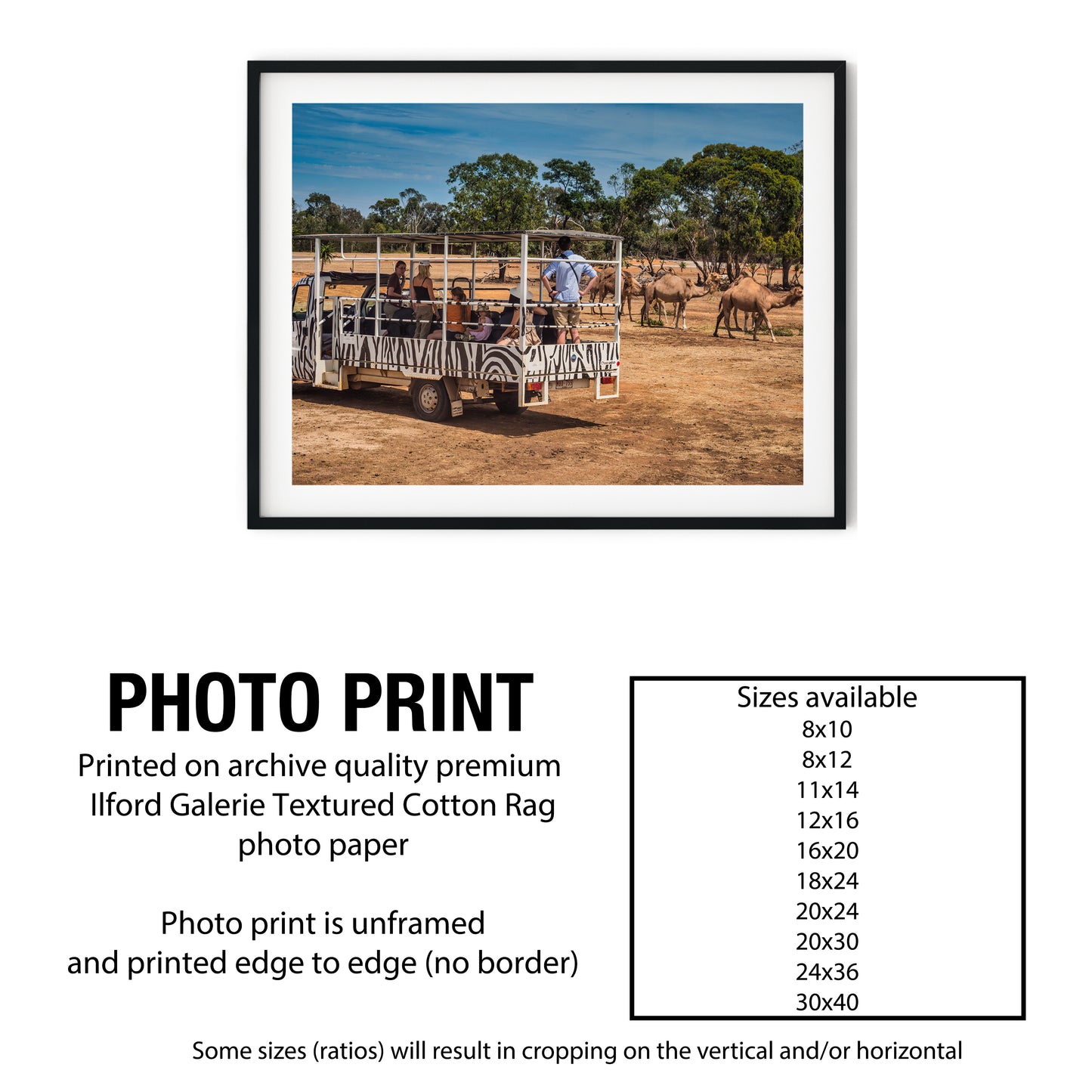 Guided Safari Tour with Camels Photo Print