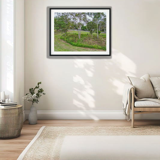 Eucalyptus Trees in Suburban Park photo print