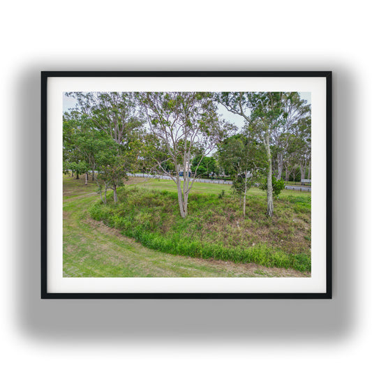 Eucalyptus Trees in Suburban Park photo print