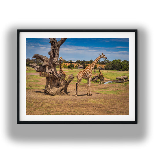 Giraffes and Rhinos at Watering Hole photo print