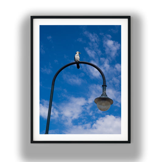 Little Pied Cormorant on Streetlight photo print