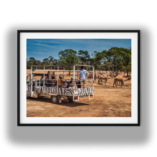 Guided Safari Tour with Camels photo print