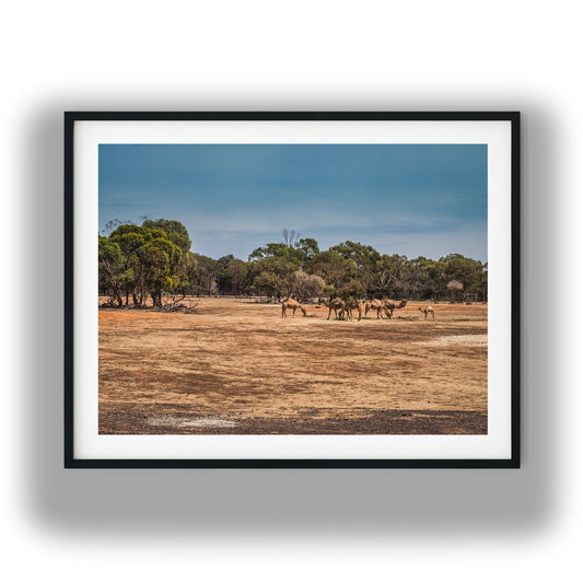 Desert Camels and Eucalypt Trees photo print