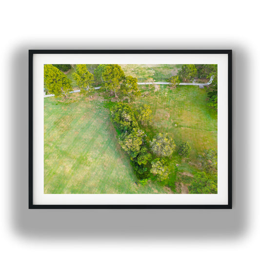 Tree Line Through Park Lawn photo print