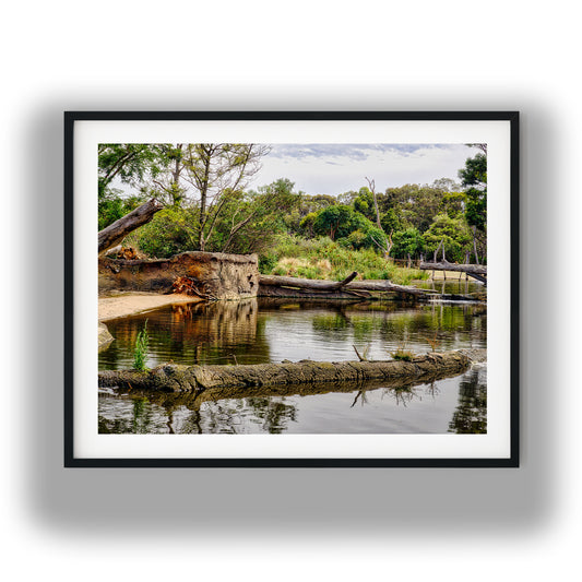 River Water With Fallen Logs photo print