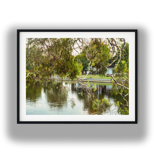 Riverside Tree and Reflections photo print