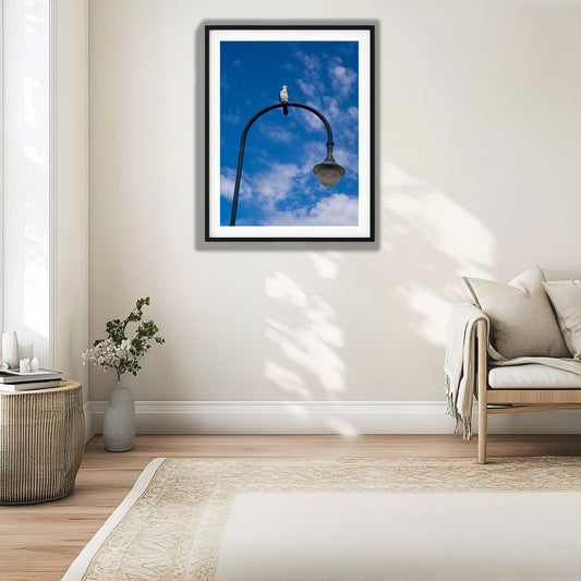 Little Pied Cormorant on Streetlight photo print